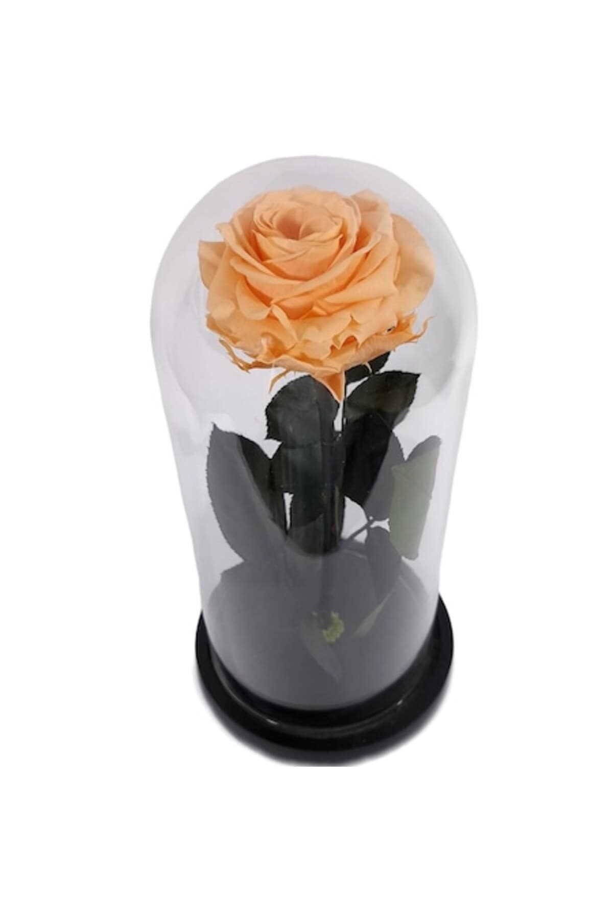 Fotografie produs: Trandafir conservat premium cu piersici în cupolă de sticlă, 25 cm - Piersică