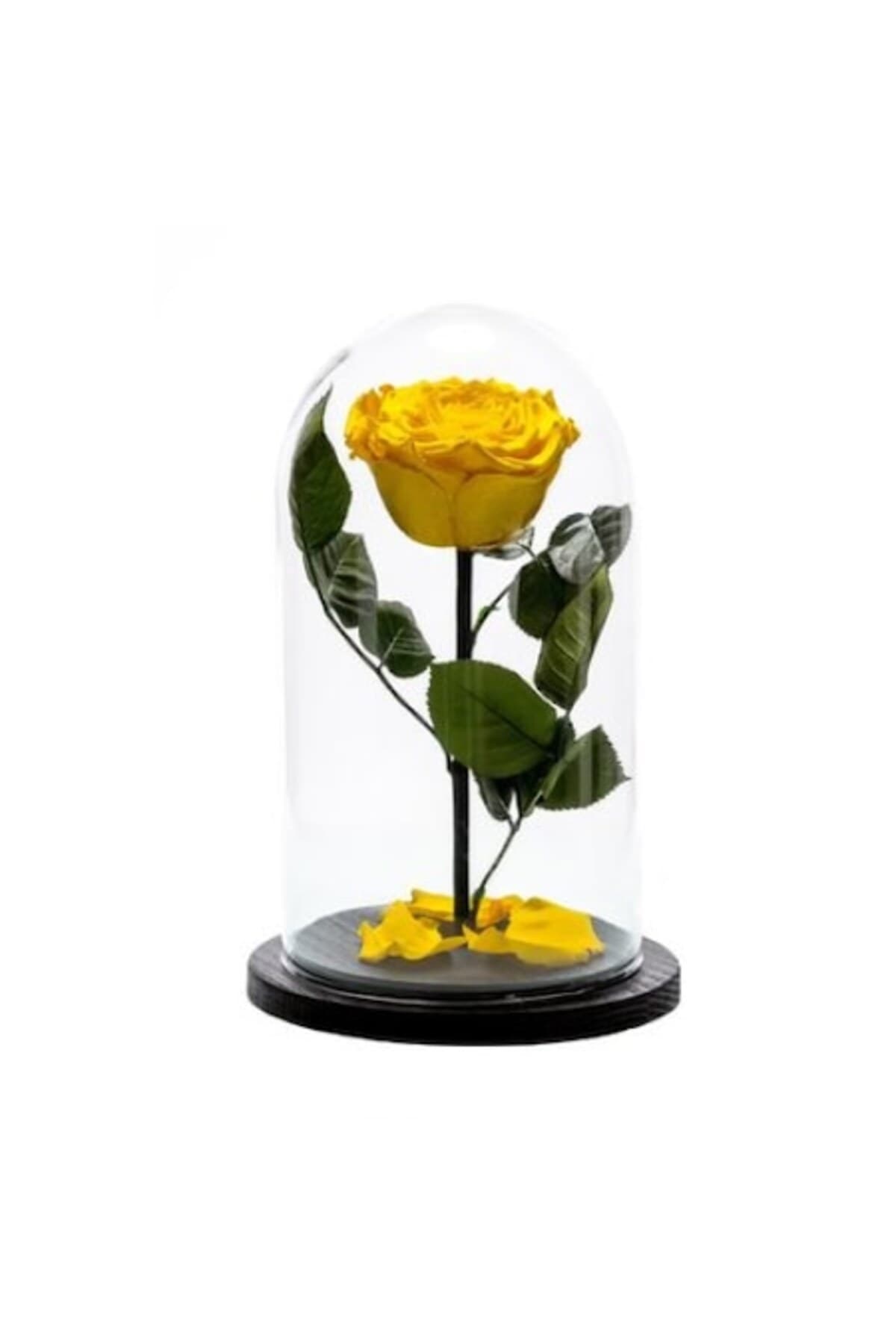 Fotografie produs: Trandafir criogenic galben, Rose Amor, cupolă de sticlă 25 cm - Galben