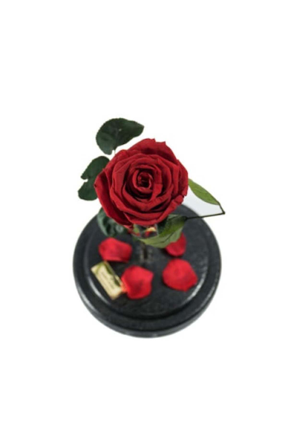 Fotografie produs: Trandafiri criogenici roșii cu trandafiri regină în cupolă de sticlă - ROȘU