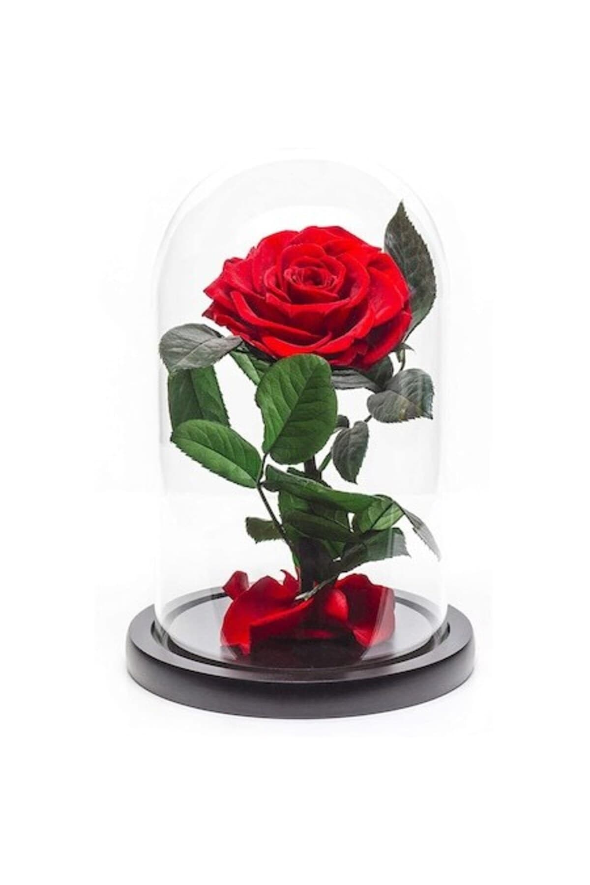 Fotografie produs: Trandafir roșu mare conservat în cupolă de sticlă - Roșu