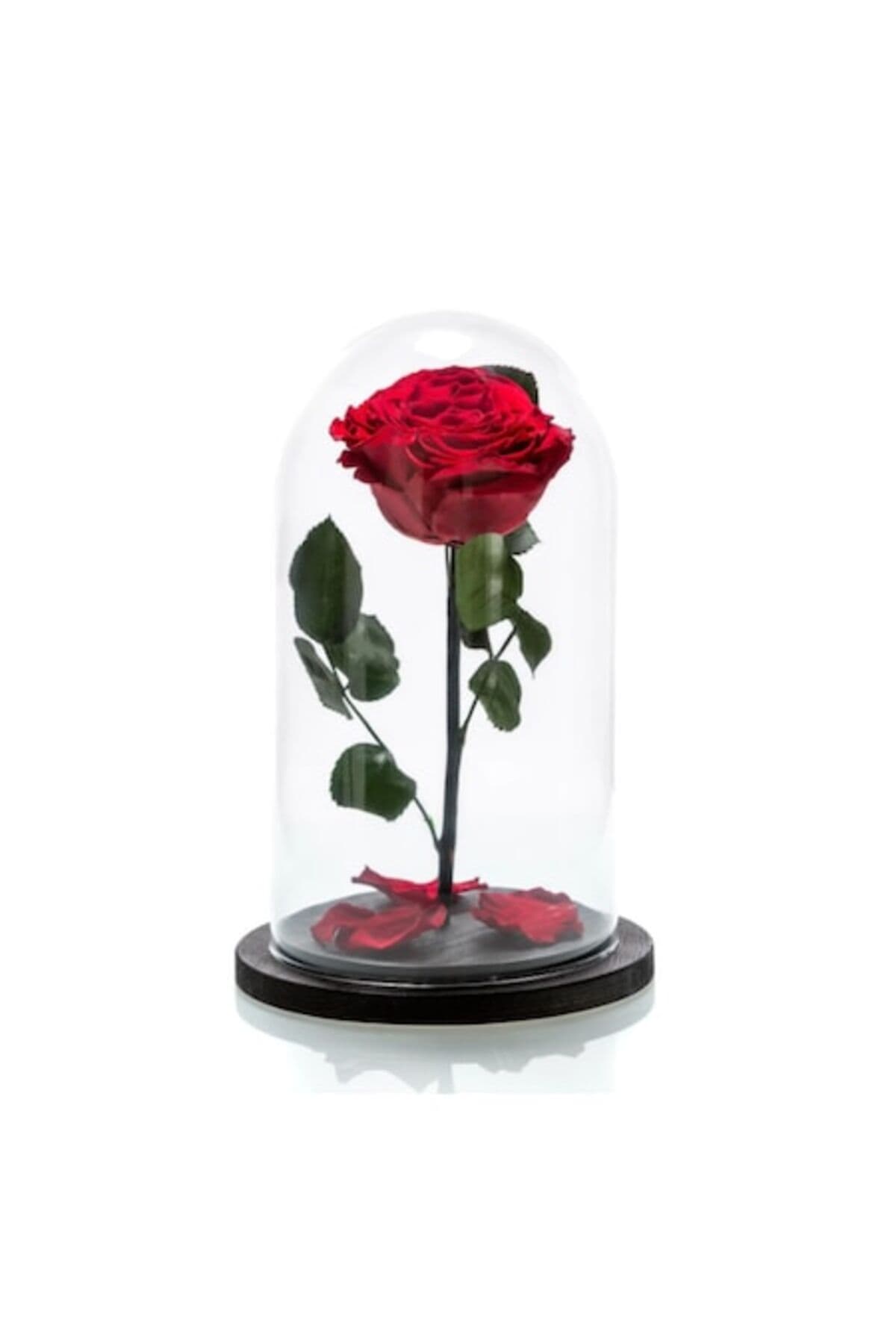 Fotografie produs: Trandafir criogenic roșu în cupolă de sticlă - Roșu