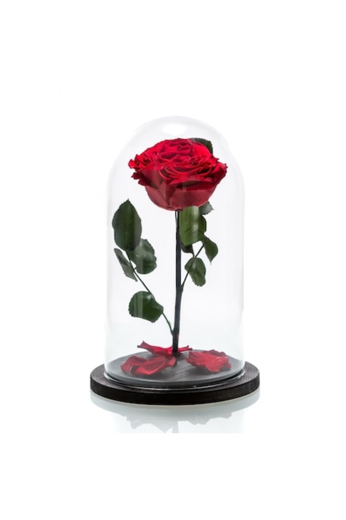 Fotografie produs: Trandafir criogenat roșu sub cupolă de sticlă - Roșu